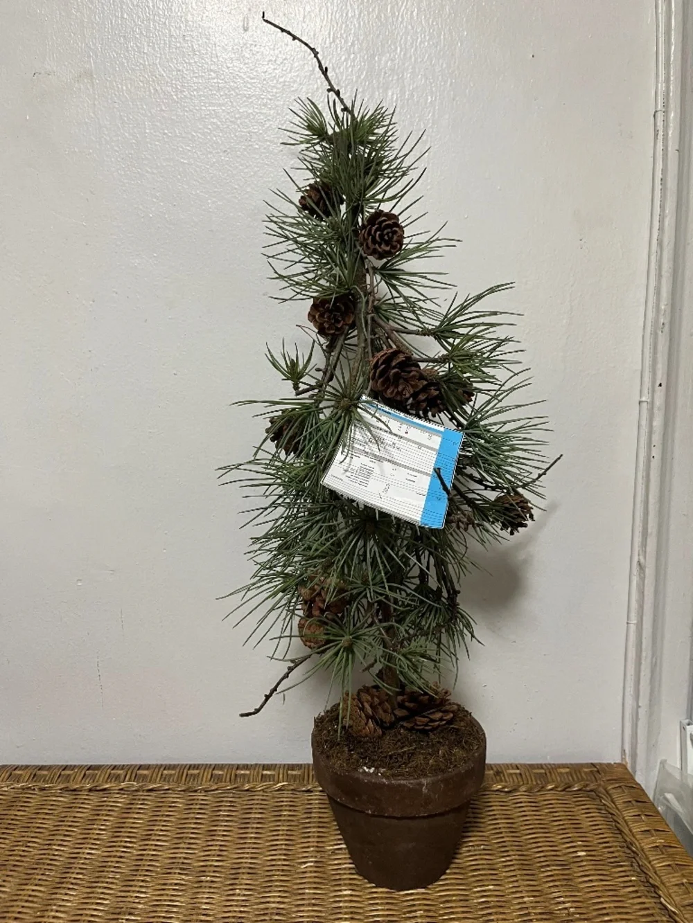 West Elm Faux Potted Pine Tree with pinecones.  Approx. 3ft.